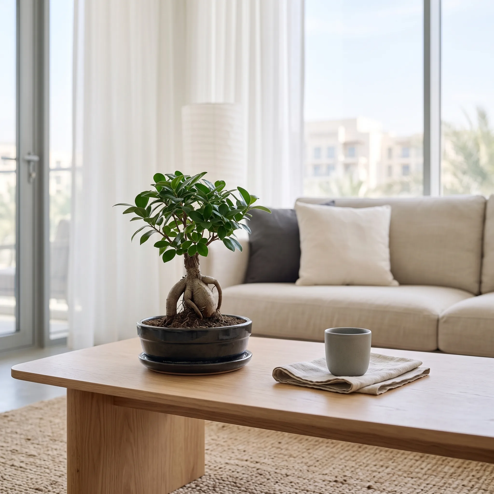A ficus ginseng bonsai with sculptural roots in a charcoal bowl on pale oak