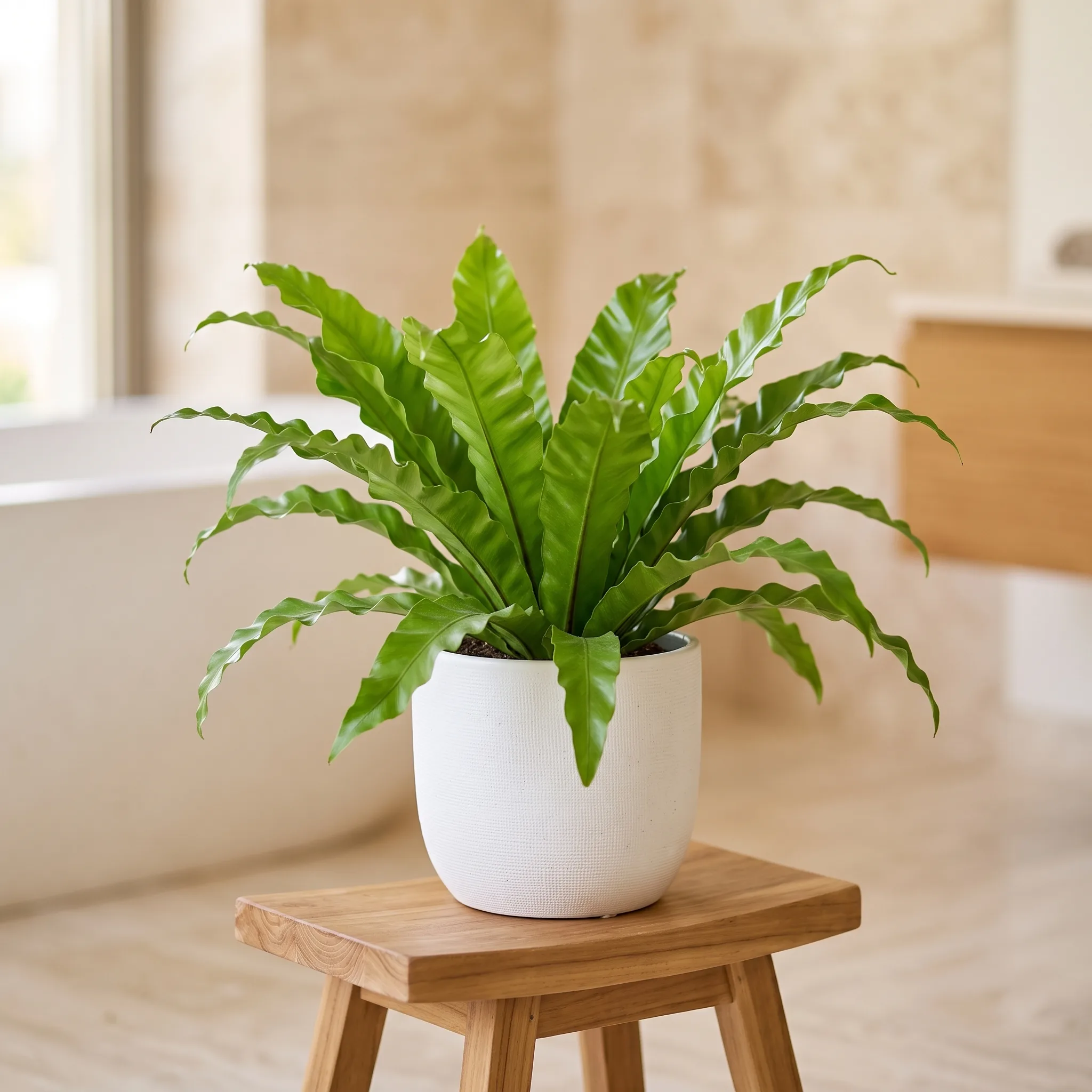 A bird's nest fern with glossy wavy fronds in a white pot on a teak stool