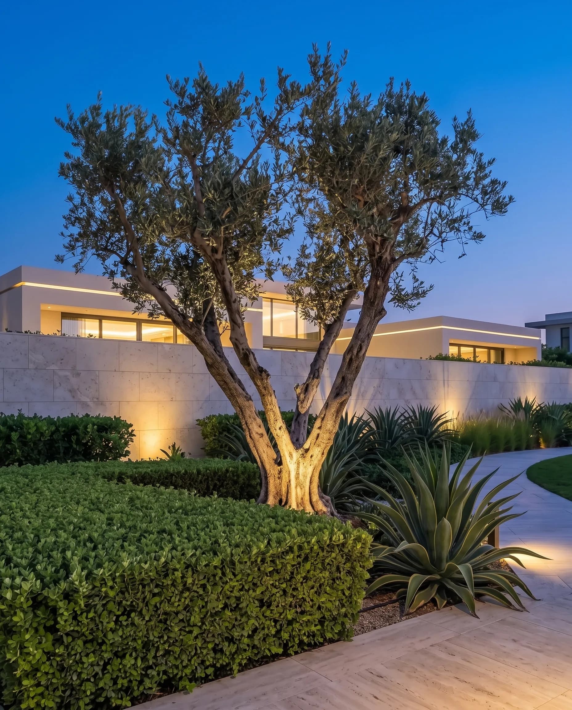 Blue-hour vignette of a sculptural uplit olive tree beside a clipped hedge in a luxury Dubai villa garden